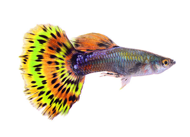 istock guppy fish isolated on white background 538373249