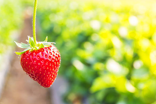 truskawki z sadzenia truskawka tło - strawberry vine zdjęcia i obrazy z banku zdjęć