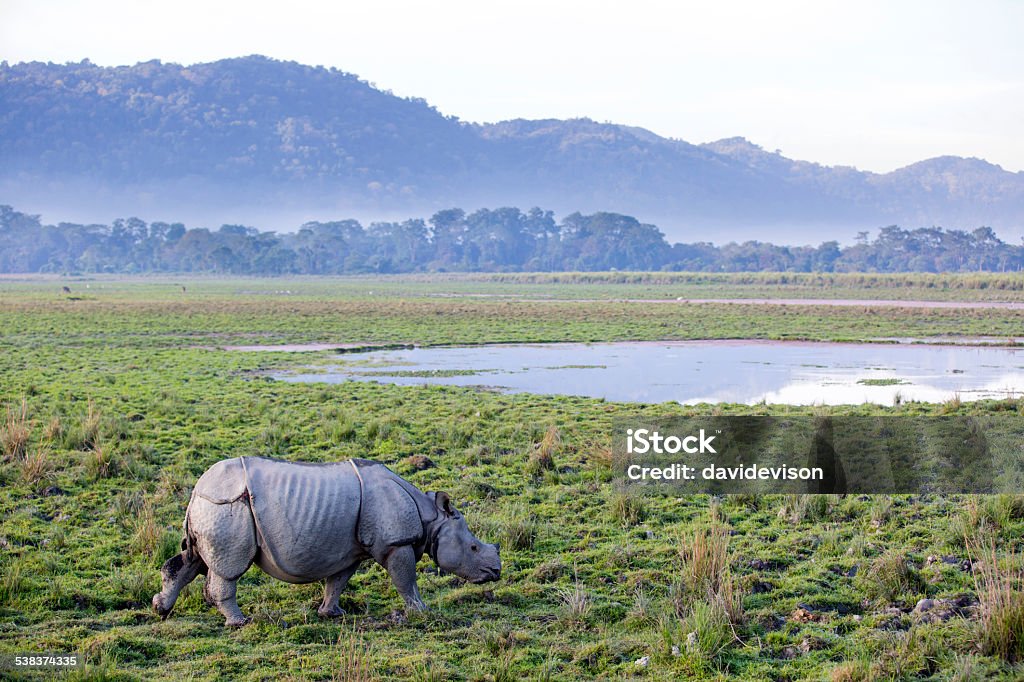 One Horned Rhinoceros Stock Photo - Download Image Now - Kaziranga National  Park, India, Assam - iStock