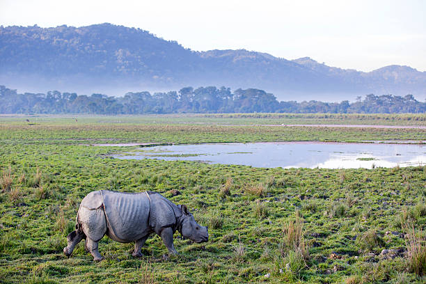 One horned rhinoceros One horned rhinoceros in Kaziranga National Park - Assam, India assam india stock pictures, royalty-free photos & images