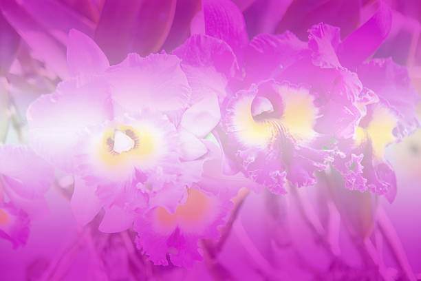 istock Beautiful Thai orchid flower background 538390651