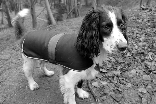 istock Manny in Reffley woods 538390655