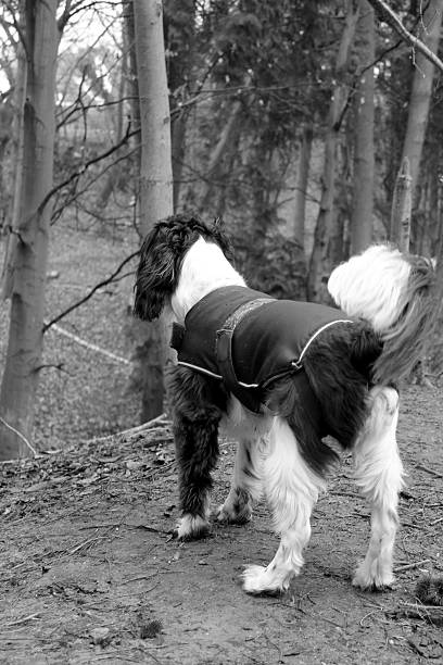 istock Manny in Reffley woods 538390697