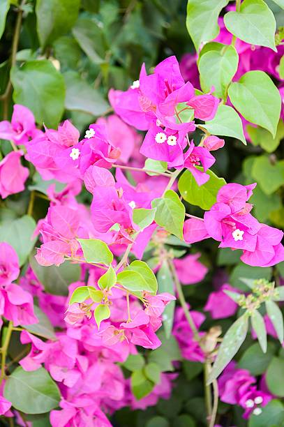 istock Bougainvillea flower 538392059