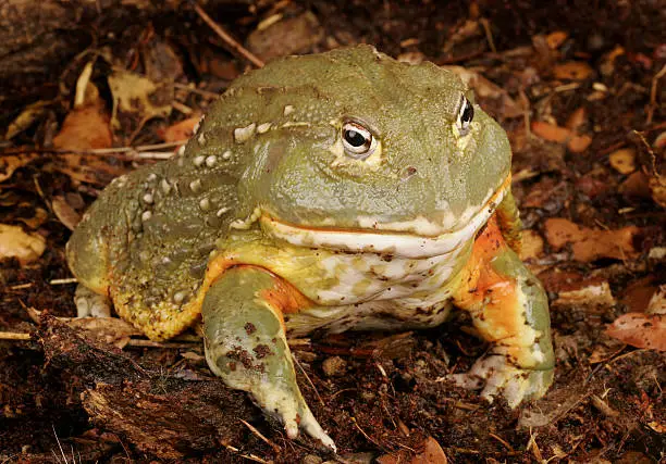 African Bull Frog (Pyxicephalus adsperus). Also known as the Pixie Frog.