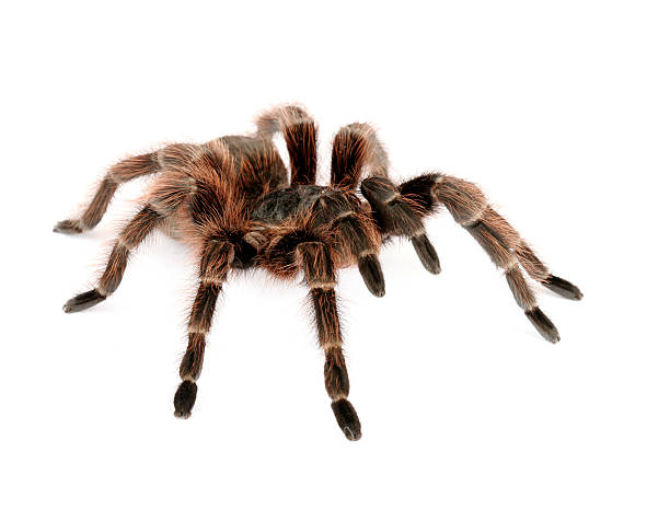 istock Brazilian Red Tarantula 538392597