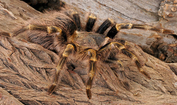 istock Chaco Golden Knee Tarantula 538392673