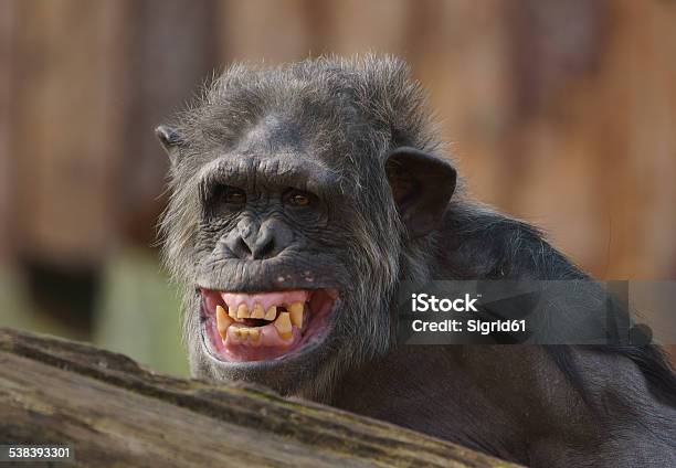 Chimpanzee Stock Photo - Download Image Now - Ape, Laughing, 2015