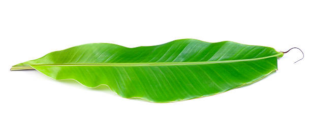 istock banana leaves on white background 538395405