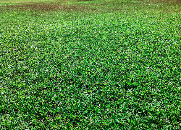 istock Green Lawn in garden beautiful 538395463