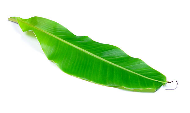istock banana leaves on white background 538395609