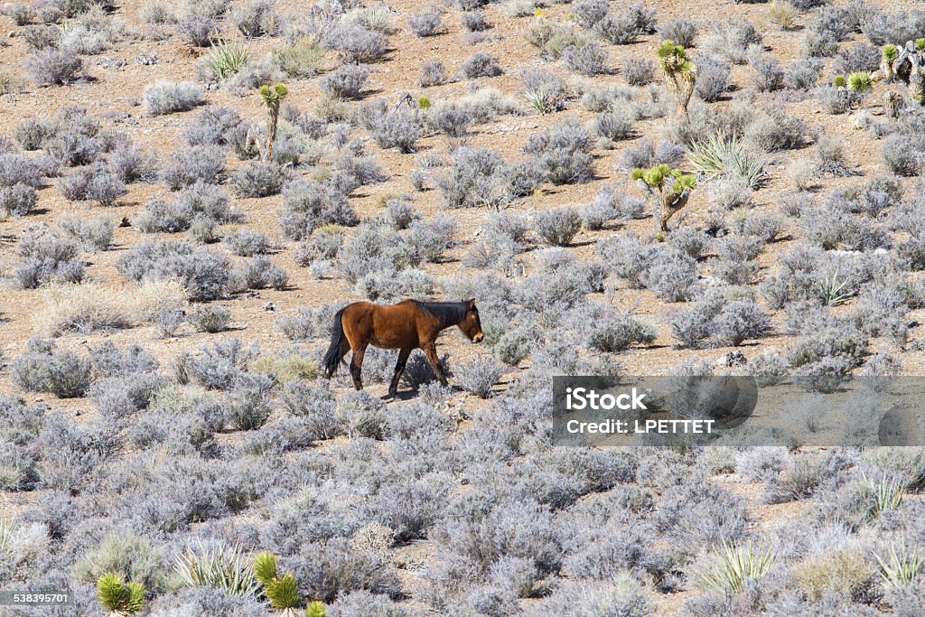 Wild Horse A wild horse in the Nevada desert 2015 Stock Photo