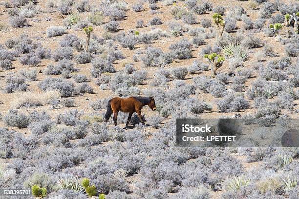 Wild Horse Stock Photo - Download Image Now - 2015, Animal, Cold Creek