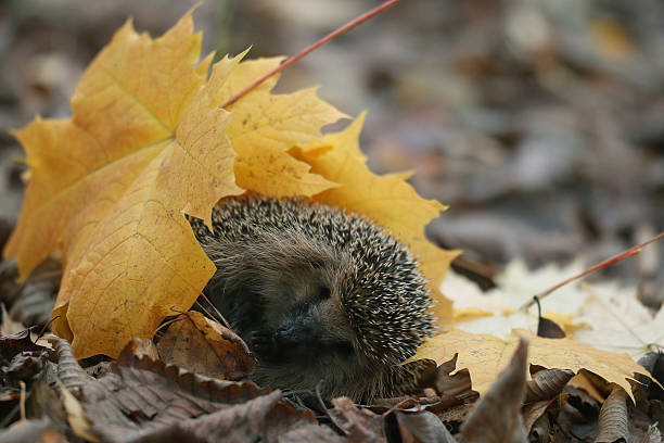 istock hedgehog autumn leaves forest 538403697