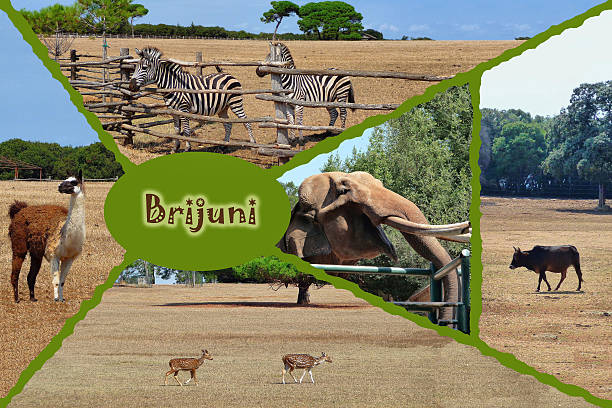 istock Brijuni national park safari collage 538404581