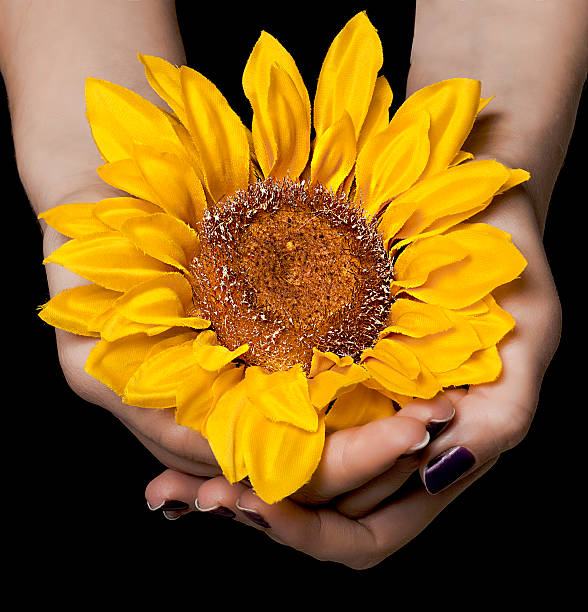 istock Female hands holding beautiful sunflower 538404653