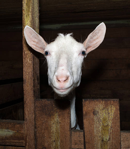 istock Saanen white goat in barn 538405359