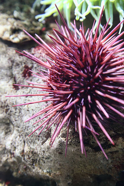 Purple sea urchin Purple sea urchin, Strongylocentrotus purpuratus purple sea urchin stock pictures, royalty-free photos & images