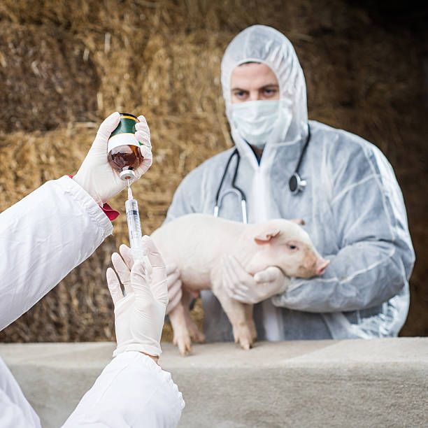 istock Vet gives a piglet vaccine. 538407285