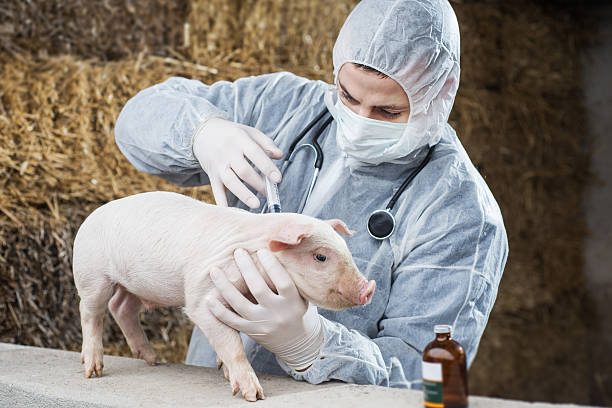 istock Vet gives a piglet vaccine. 538407287