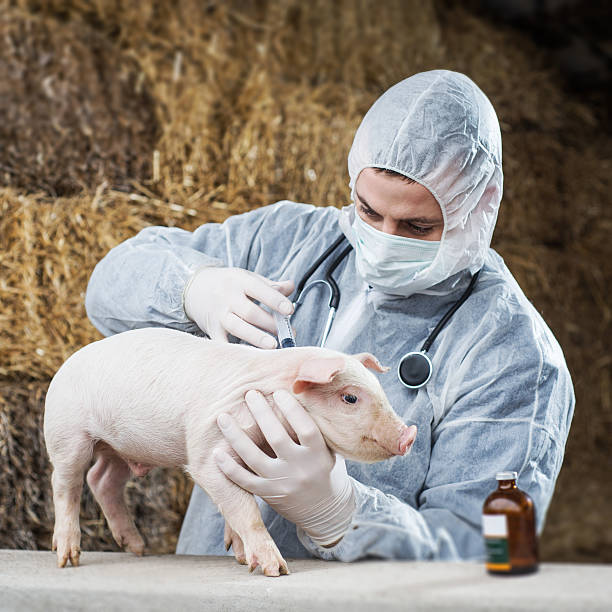 istock Vet gives a piglet vaccine. 538407289