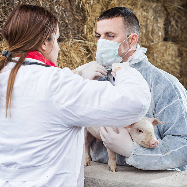 istock Nurse assists the veterinarian. 538407313