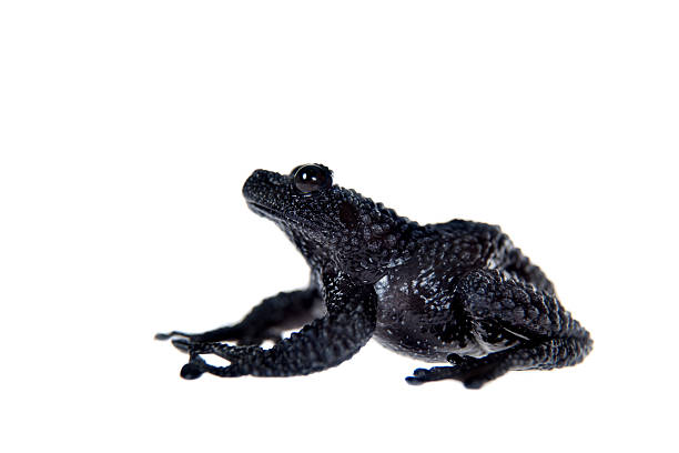 istock Theloderma ryabovi, rare spieces of frog on white 538407549