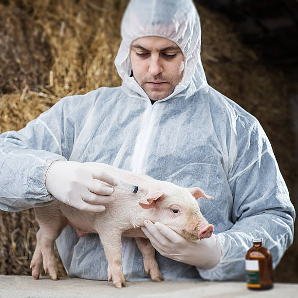 istock Vet gives a piglet vaccine. 538407877