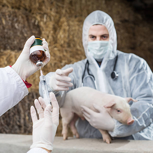 istock Vet gives a piglet vaccine. 538407967