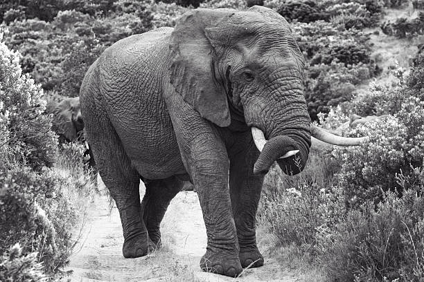 istock Female African Elephant  (Loxodonta Africana) Resting Her Trunk 538407989