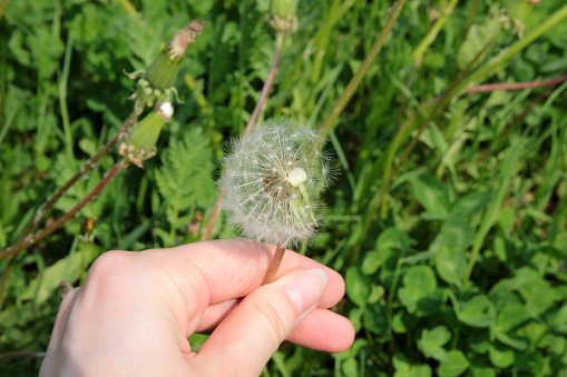 A woman's hand's slipping a dandelion on the meadow.