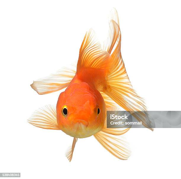 Gold Fish Isolated On White Background Stock Photo - Download Image Now - 2015, Animal, Fishbowl