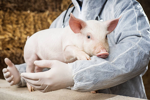 istock Veterinarian holding a pig. 538408633