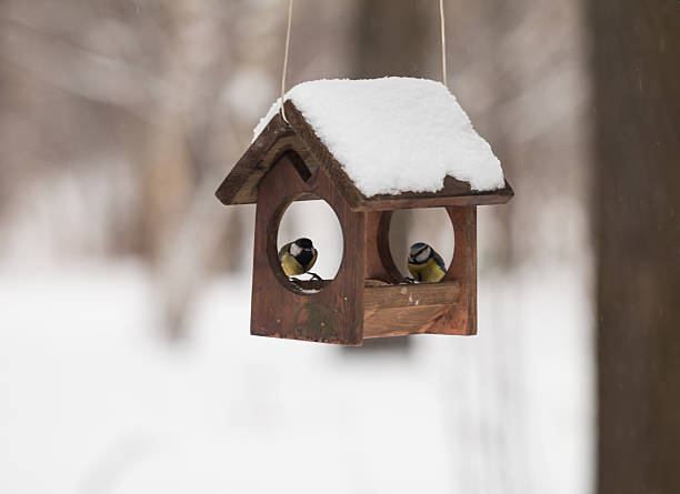 istock winter birds at the animal feeder 538409551