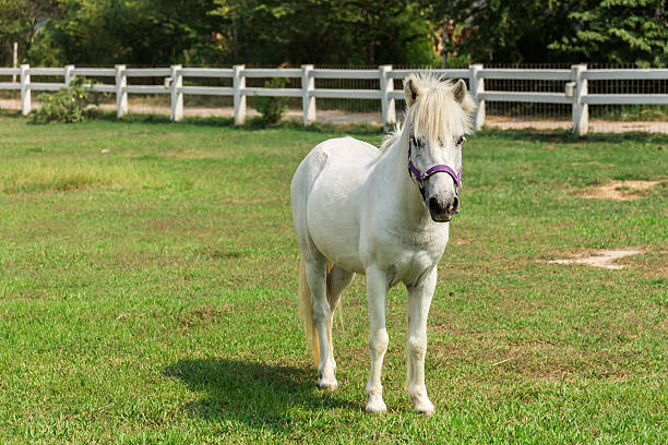 istock White horse standing in stalls. 538409613
