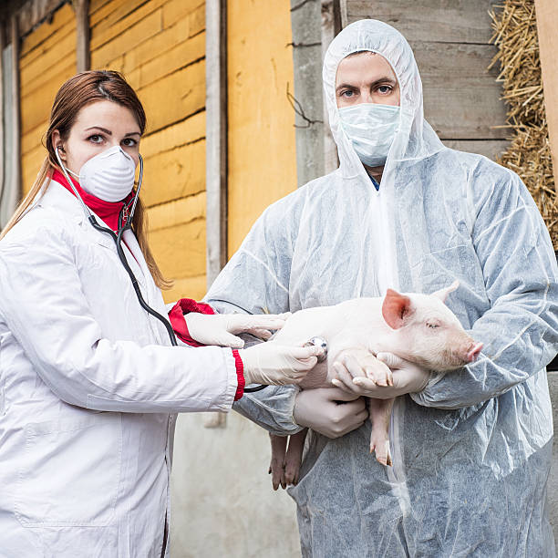 istock Veterinarian holding a pig while nurse working trial. 538409933