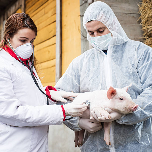 istock Veterinarian holding a pig while nurse working trial. 538409943