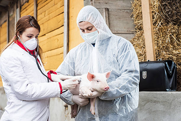 istock Veterinarian holding a pig while nurse working trial. 538409973