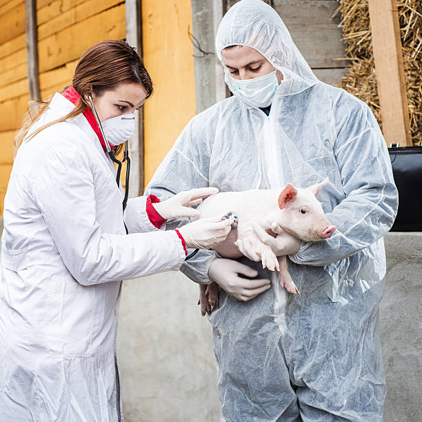 istock Veterinarian holding a pig while nurse working trial. 538409983