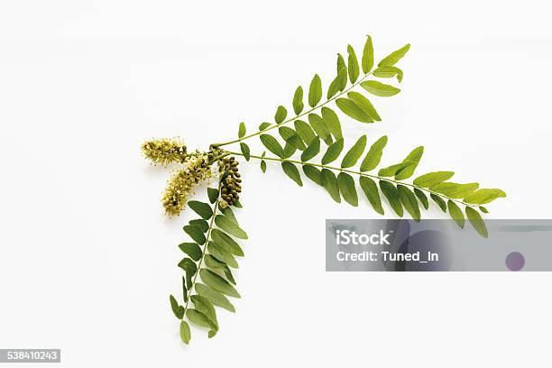 Blossoms Of Honey Locust Stock Photo - Download Image Now - Mesquite Tree, Honeylocust, Leaf