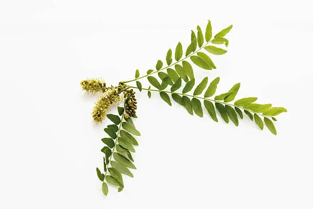 Blossoms of honey locust (Gleditsia triacanthos)