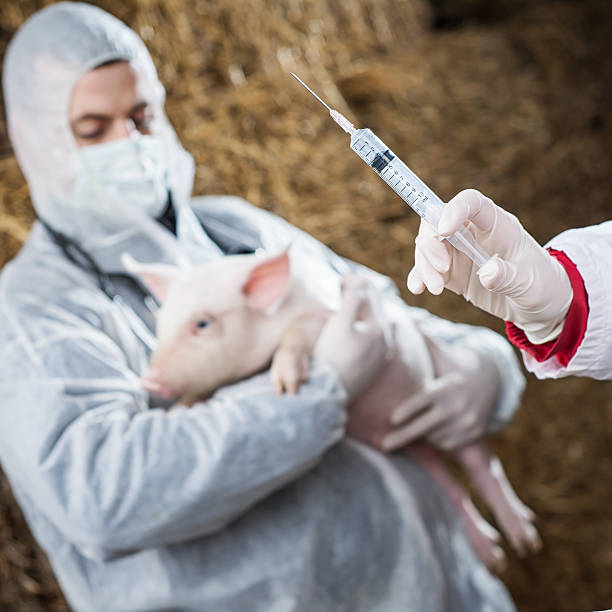 istock Veterinarian holding a pig while nurse giving the vaccine. 538410555