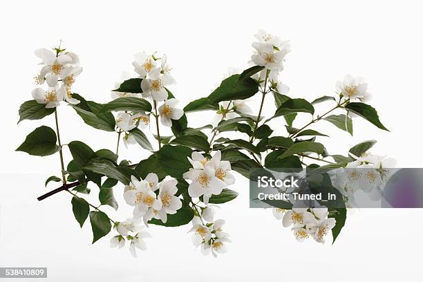 Sweet Mockorange Blossoms Stock Photo - Download Image Now