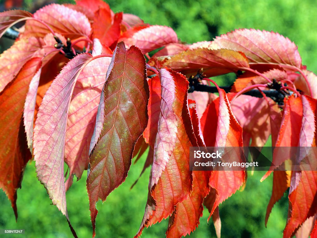 Autumn Red leaves Red leaves in the autumn fall 2015 Stock Photo