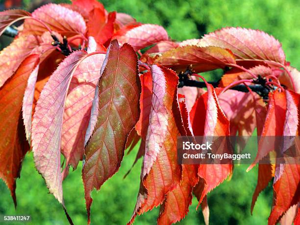 Autumn Red Leaves Stock Photo - Download Image Now - 2015, Autumn, Beauty In Nature