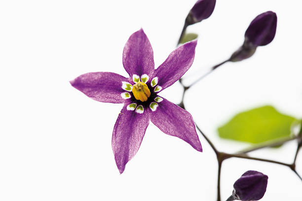 Flower and buds of bittersweet nightshade Flower and buds of bittersweet nightshade bittersweet berry stock pictures, royalty-free photos & images