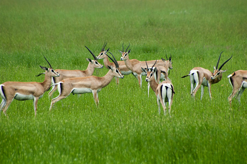 Gazzelles, Serengeti park, Tanzania, Africa