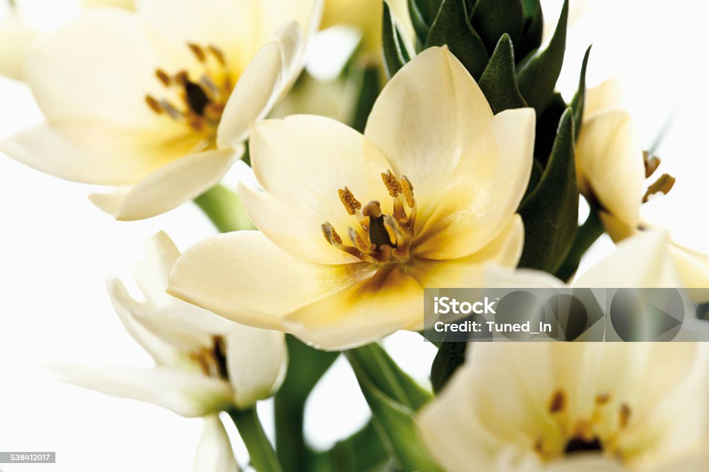 Ornithogalum Municipality Ornithogalum Bach Flower Remedy Stock Photo