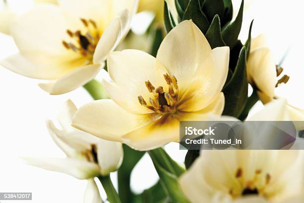 Ornithogalum Municipality Stock Photo - Download Image Now - Bach Flower Remedy, 2015, Alternative Therapy