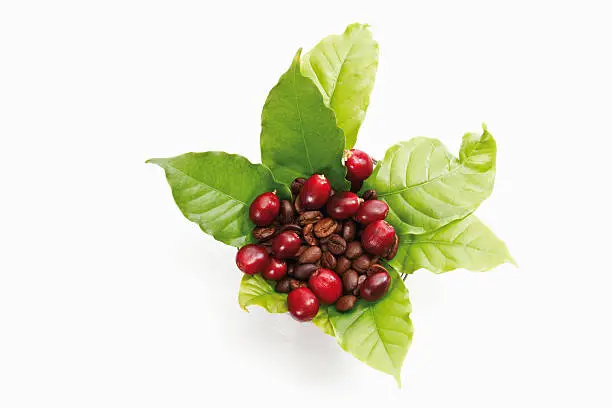 Photo of Fresh coffee beans with leaves